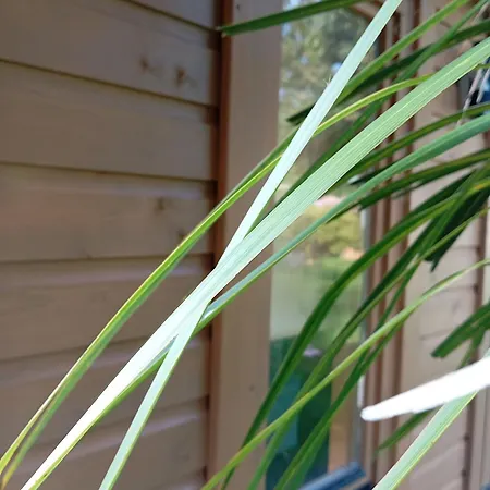 Ferienhaus Adventure Retreat 'the Cabanne' No Shower Dublin