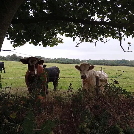 Nyaraló Adventure Retreat 'the Cabanne' No Shower *