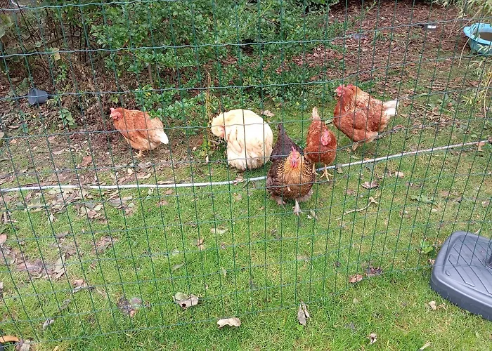 Dom wakacyjny Adventure Retreat 'the Cabanne' No Shower Dublin