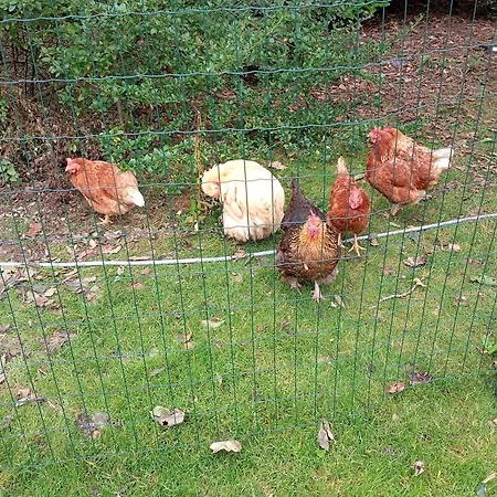 Casa de Férias Adventure Retreat 'the Cabanne' No Shower Dublin